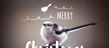 Ein kleiner Vogel im Schnee