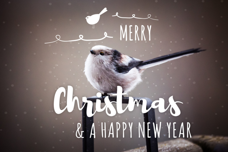 Ein kleiner Vogel im Schnee